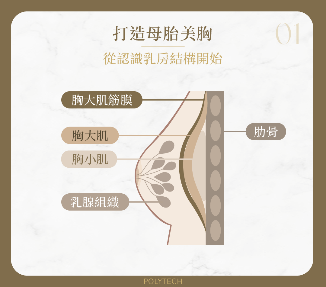 隆乳假體放哪裡?4種手術置放位置大不同! 乳房結構